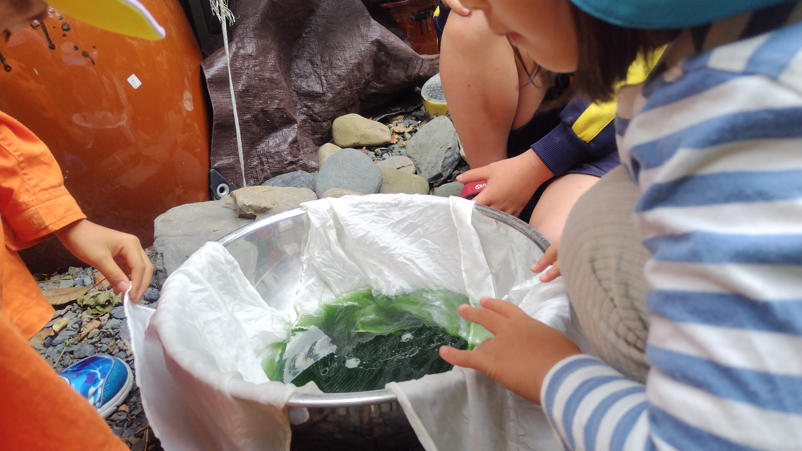 琉球藍の葉をミキサーにかけて濾した緑色の染料液をバケツで観察する子どもたち