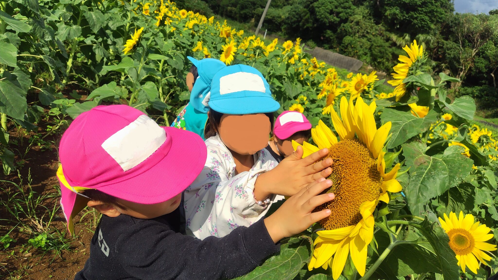 屋久島のヒマワリ畑でお出かけする子どもたち