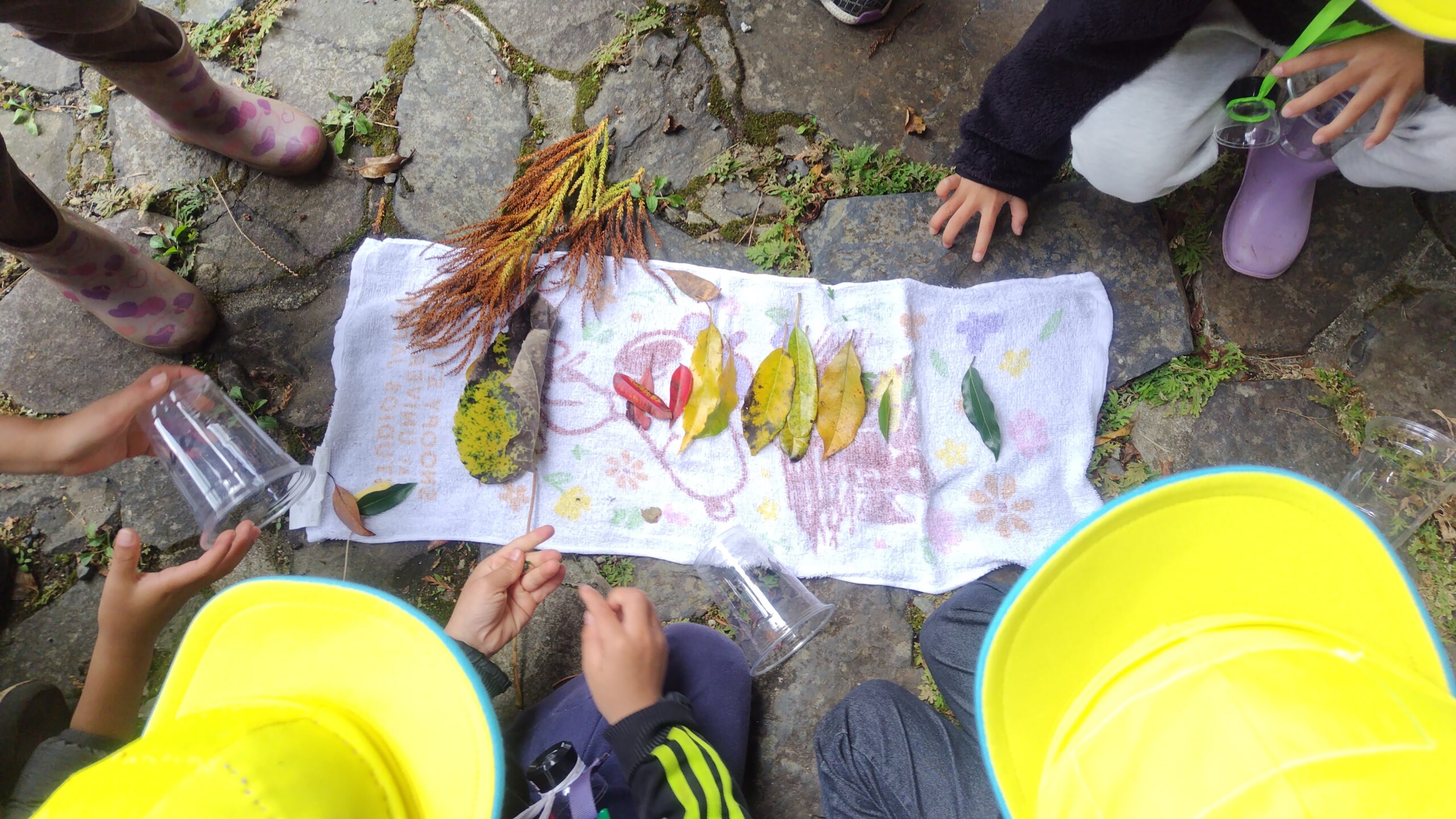 森で集めた色とりどりの葉や植物を観察するあゆみの森こども園の子どもたち