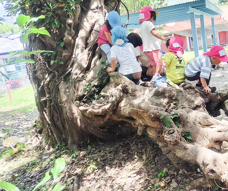 屋久島の大きなガジュマルの木に元気に登って遊ぶこども園の園児たち