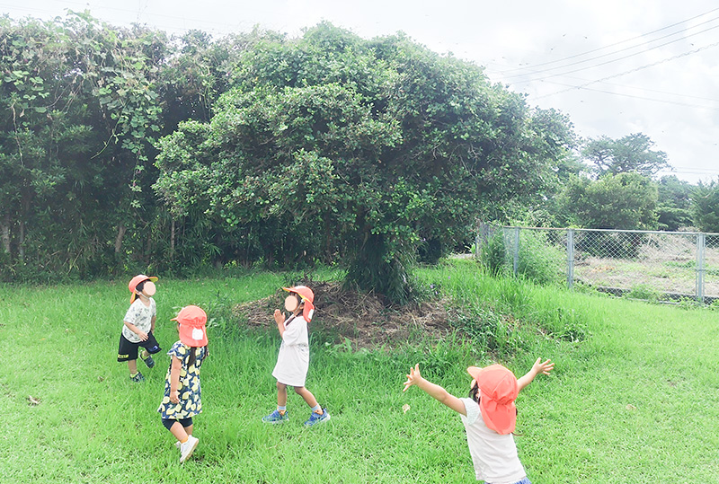 屋久島の緑豊かな園庭を元気いっぱい走り回るこども園の園児たち
