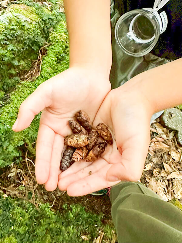 自然物を手に取って観察するあゆみの森こども園の子どもの手元