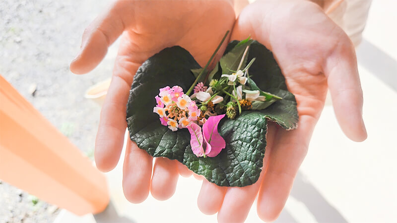 手のひらで野花を大切に持つこども園の子どもの手元のクローズアップ