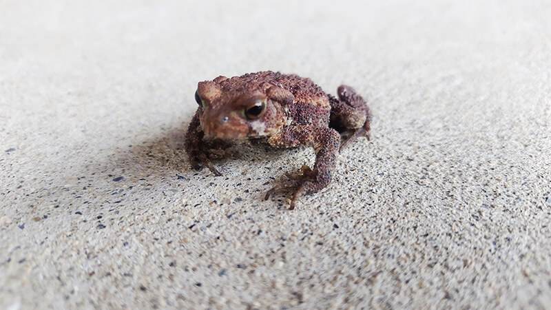 地面で見つけたカエルを観察するこども園の園児の手