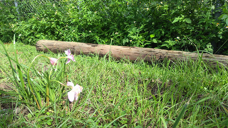 屋久島の草原に自生する緑豊かな植物群