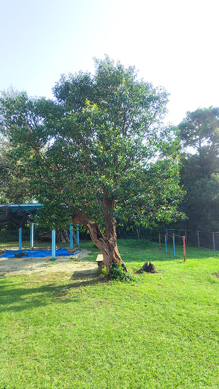 あゆみの森こども園周辺に自生するガジュマルの巨木