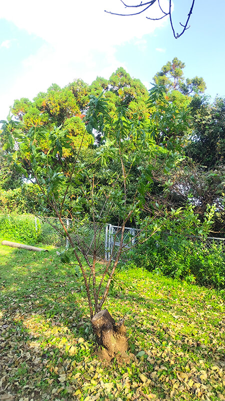 青空に向かって枝を広げる屋久島の大きな樹木