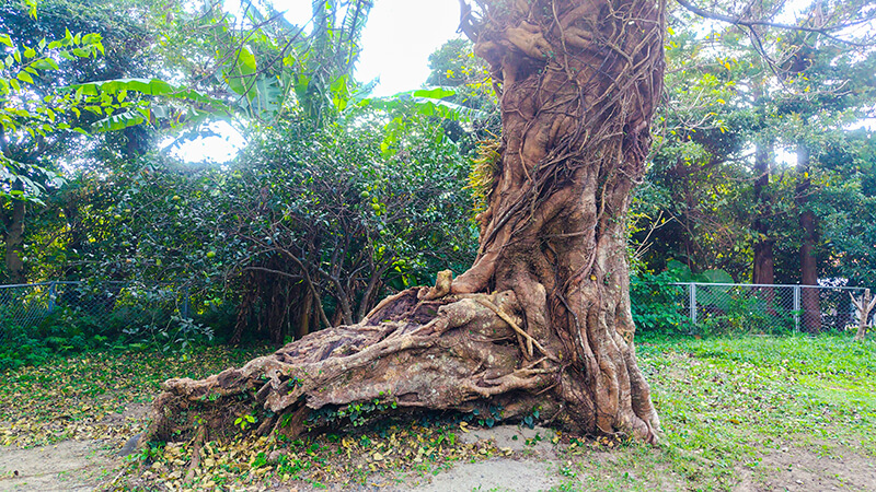 太い幹と根が特徴的な屋久島のガジュマルの木