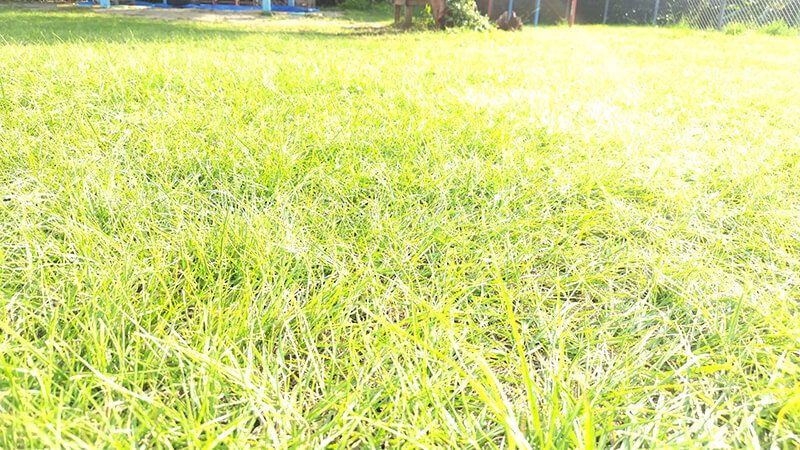 緑豊かな屋久島の草原と青空の自然風景