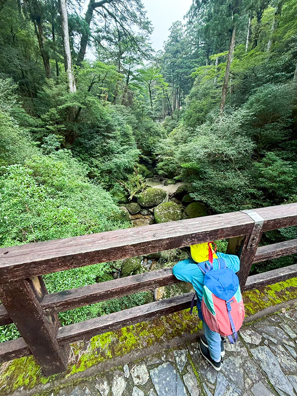 深い緑に包まれた屋久島の照葉樹林の森の中