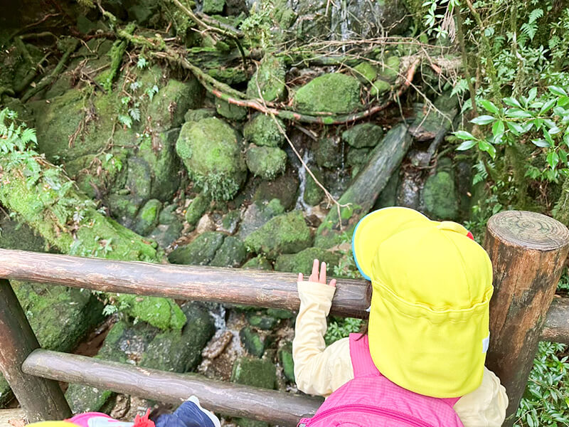 巨岩と苔に覆われた屋久島の太古の森の渓谷