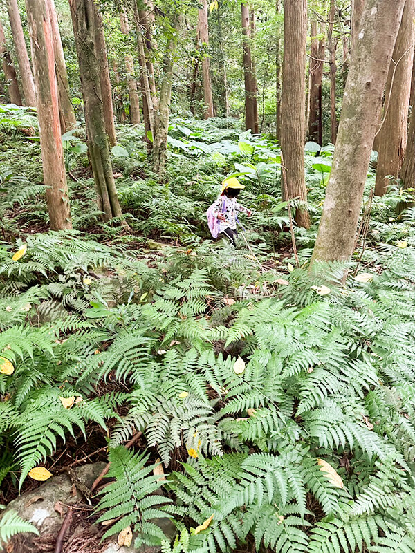 杉の巨木が立ち並ぶ屋久島の原生林の風景