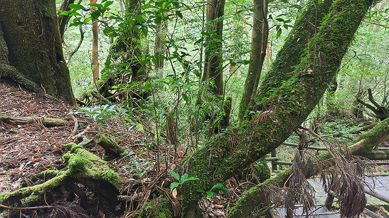 うっそうと茂る緑の中を進む屋久島の森の小道