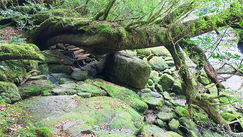 苔むした大きな岩と緑に囲まれた屋久島の森の渓谷