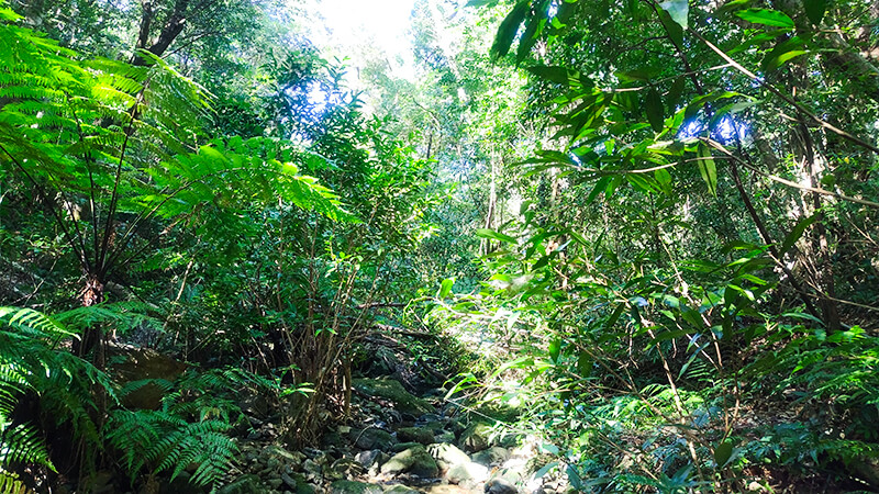 太陽の光が差し込む緑豊かな屋久島の森林内部
