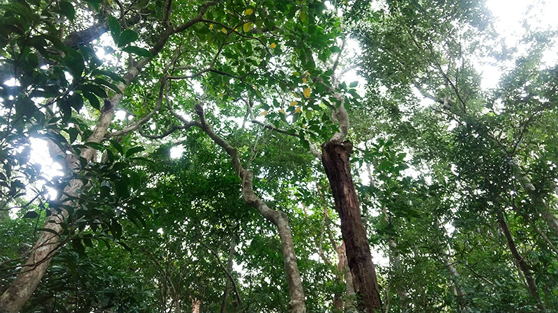 木々の緑が美しい屋久島の照葉樹林の風景