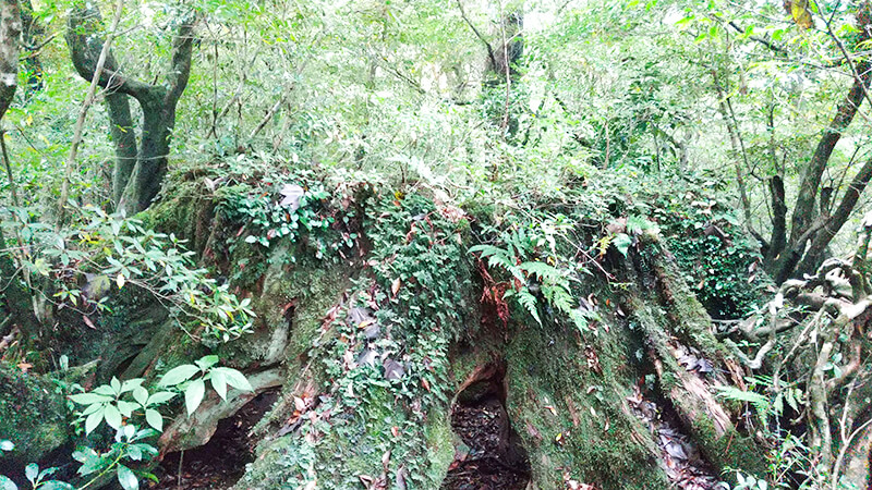 苔と緑が覆う巨木の根元がある屋久島の原生的な森
