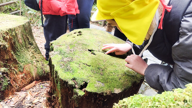 苔むした岩や木に触れて感触を確かめるあゆみの森こども園の園児
